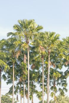 View of palm trees in summer time