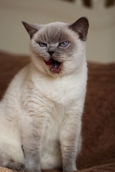 British cat (color blue-point)  with tongue out