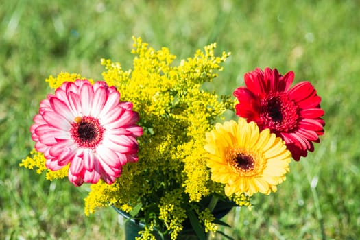 Colorful differently colored autumn flowers in the late summer sun. In the background meadows bokeh.