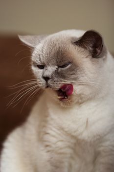 British cat (color blue-point)  with tongue out