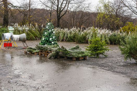 Christmas can come - Christmas trees at a mobile sales booth.