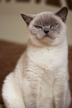 British white cat. British cat (color blue-point). British white cat with blue eyes