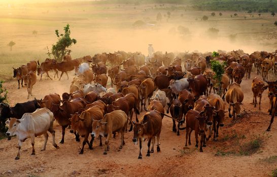 Amazing scene at Vietnam countryside in evening, cowboy herd cows move on meadow and make dust, livestock is a popular Vietnamese agriculture at Binh Thuan