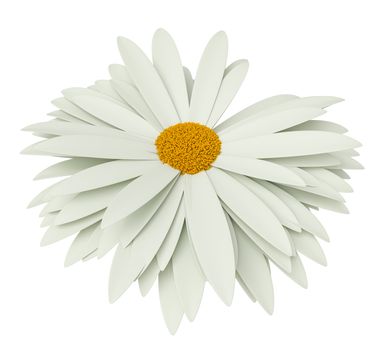 Chamomile flower isolated on white background. 3D illustration