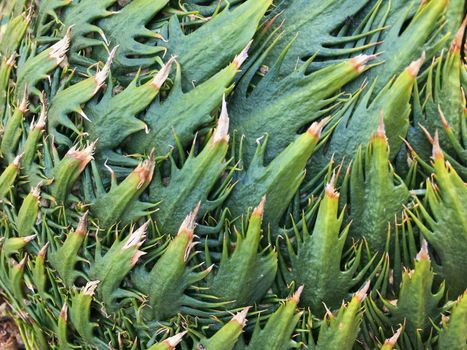 Background of sago palm tree. Green texture pattern of Cycas tree.