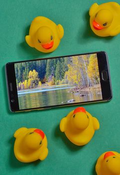 Yellow rubber ducks and smartphone concept isolated in studio