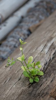 plant grows in old wood and symbolizes struggle and restart