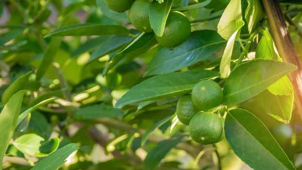 Lime green tree hanging from the branches of it