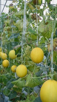 Yellow melon hanging on tree in field