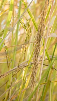 close up of yellow green rice field