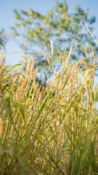 close up of yellow green rice field