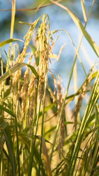 close up of yellow green rice field