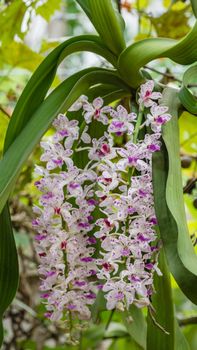 pink orchid -  Rhynchostylis gigantea blooming on garden