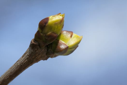 The close-up of tree buds in the spring