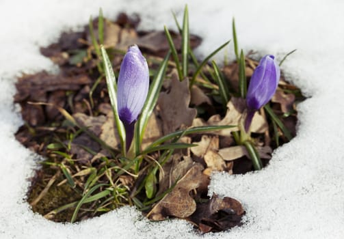 A fresh crocus flower in the snow