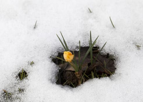 Fresh crocus flower in the snow in early spring