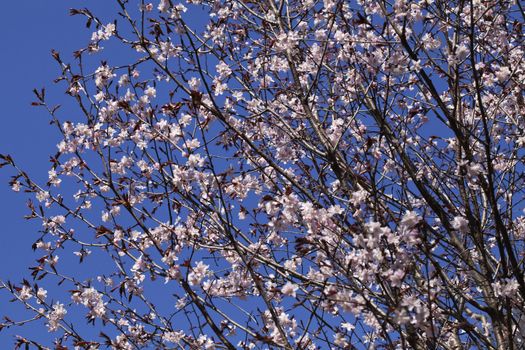 Sakura branches with flowers against blue sky
