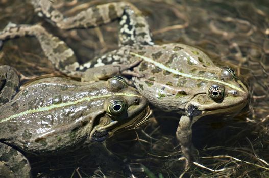 Two frogs mating in the water in spring