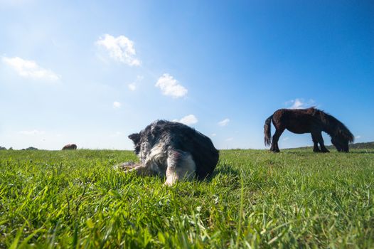 funny dog in sunny day, animals series