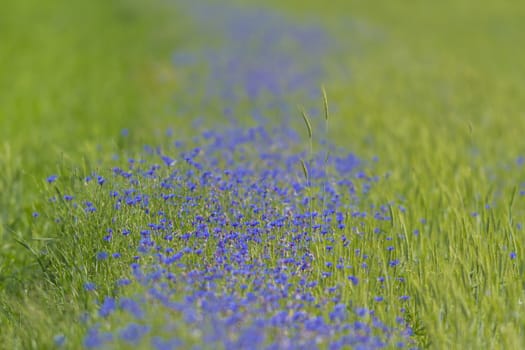 flowers as a colorful background, macro photo, nature series
