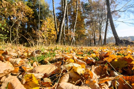sunlight in the autumn forest, nature series