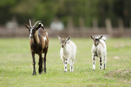 goat on summer pasture, nature series