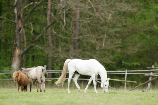 horse in a field, farm animals, nature series