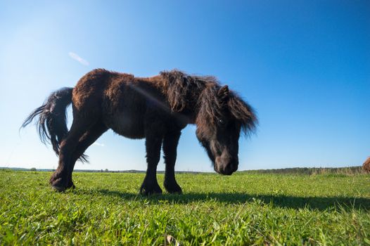 horse in a field, farm animals, nature series