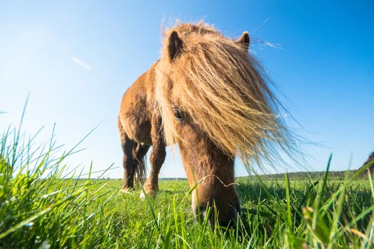 horse in a field, farm animals, nature series