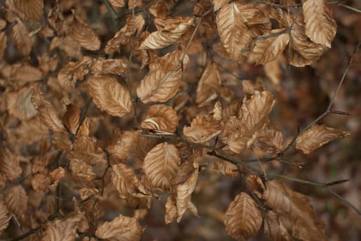 natural background with colored leaves, nature series