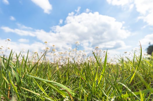 natural green colorful rural meadow, nature series