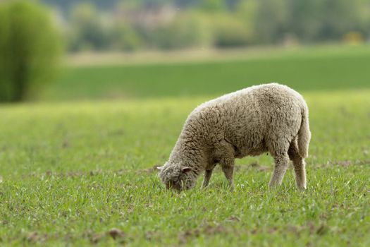 sheep on grass with blue sky, some looking at the camera