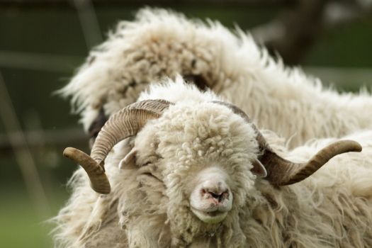 sheep on grass with blue sky, some looking at the camera