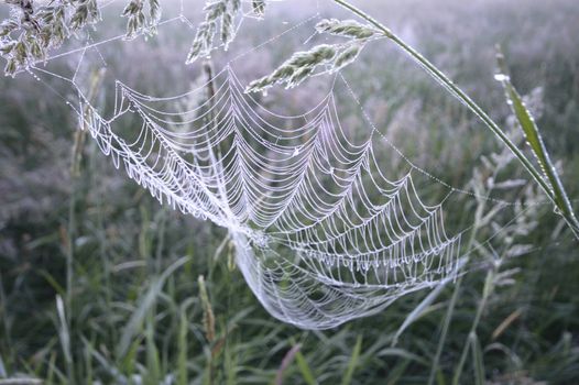 spider web with colorful background, nature series