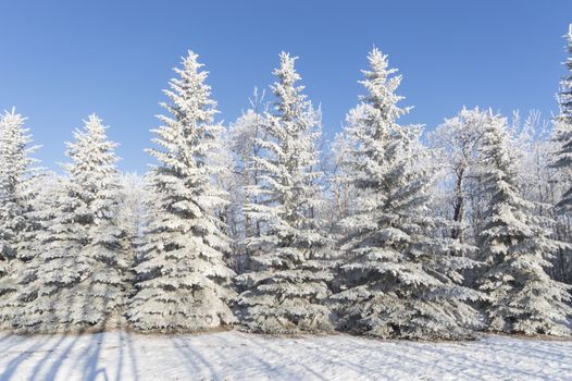 frozen tree on winter field and blue sky, winter tree