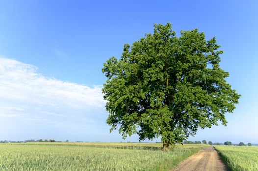 old big tree on color background with blue sky, nature series