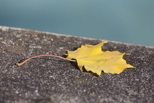 A single golden leaf laying on concrete by the riverside with the blue water in the background.