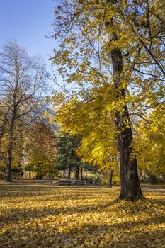 Colorful trees with a bed of yellow leafs around them as autumn goes by in Innsbruck, Austria.