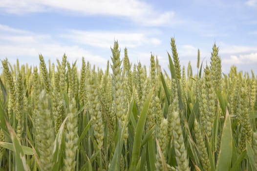 field of golden wheat and blue sky, agricultural field