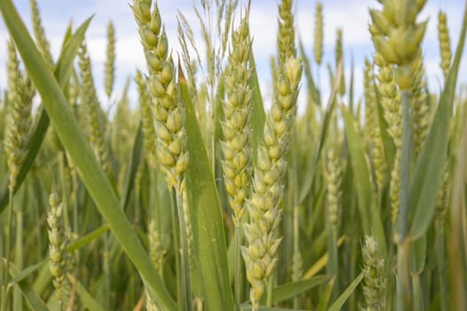 field of golden wheat and blue sky, agricultural field