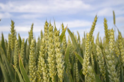 field of golden wheat and blue sky, agricultural field