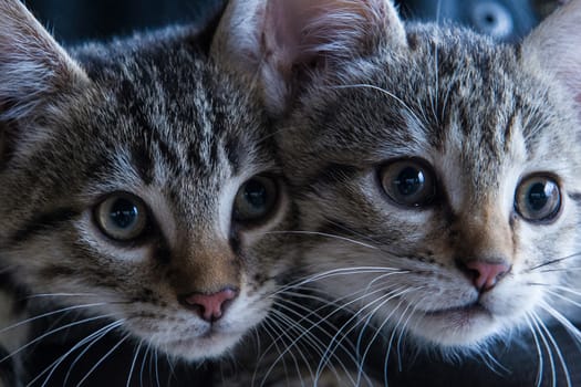 two little kitties look curiously at the world