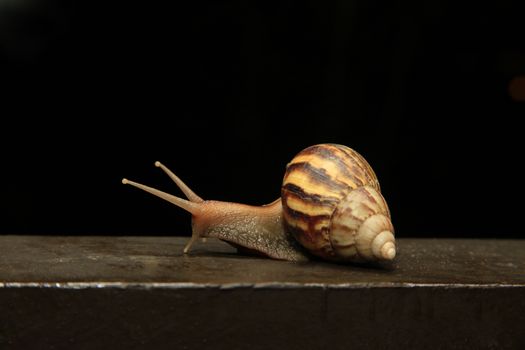 Close-up low angle view of Roman snail (Helix pomatia) isolated on black background