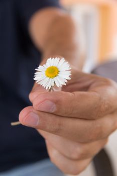Hand gives a small camomile or daisy flower as a romantic gift. Summer morning in the country village.