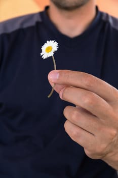 Man holds in a hand small white daisy. Guesses on camomile for love.
