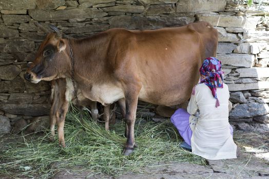 Himachali woman milking a cow in Shimla, Himachal Pradesh, India.