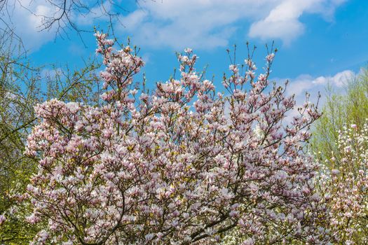 Beautiful fascinating spring scene with blue sky.