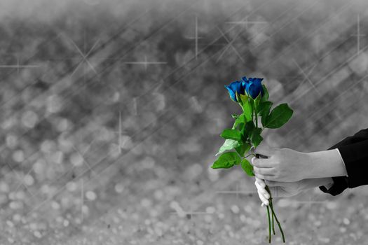 woman hands holding blue rose flower on gray lights festive blurry and bokeh background. 