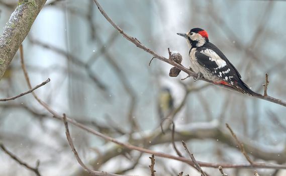 Male great spotted woodpecker (Dendrocopos major) on tree brunch