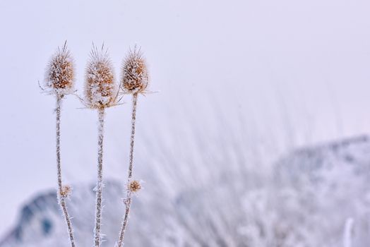 Frozen echinops thistles plant